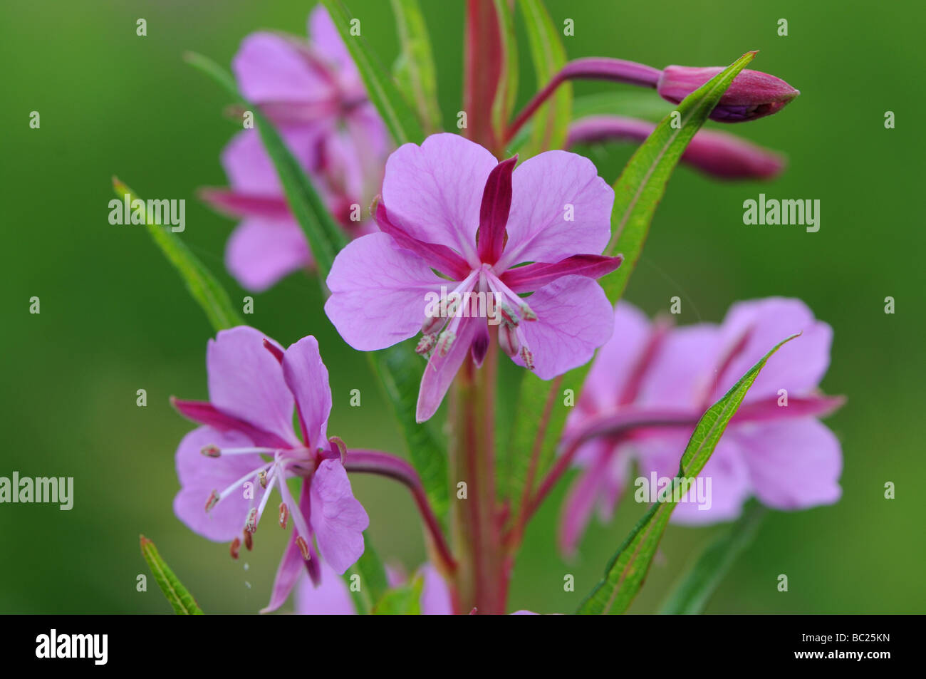 Rosebay willowherb flowers Stock Photo - Alamy