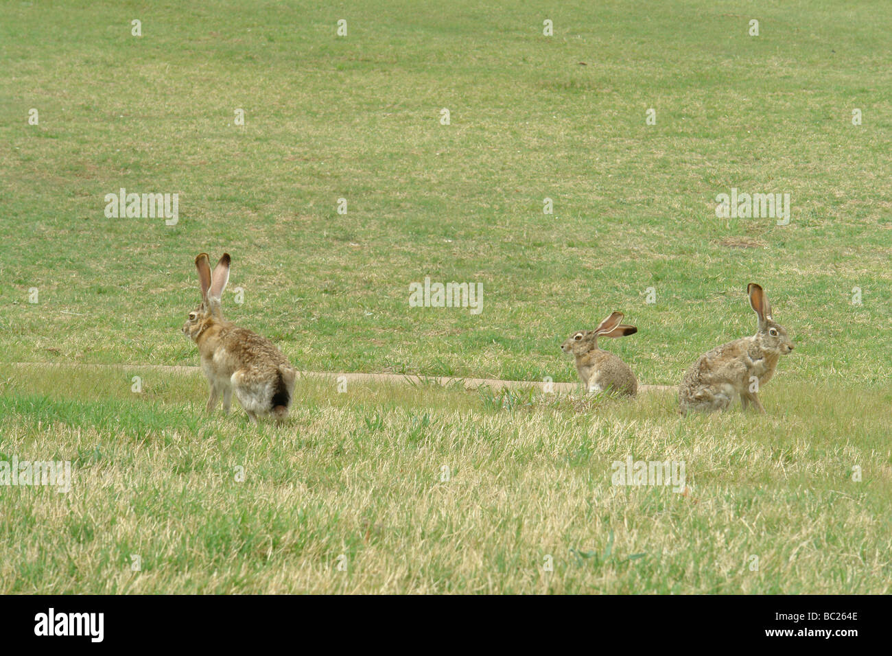Lubbock, Texas, TX Stock Photo