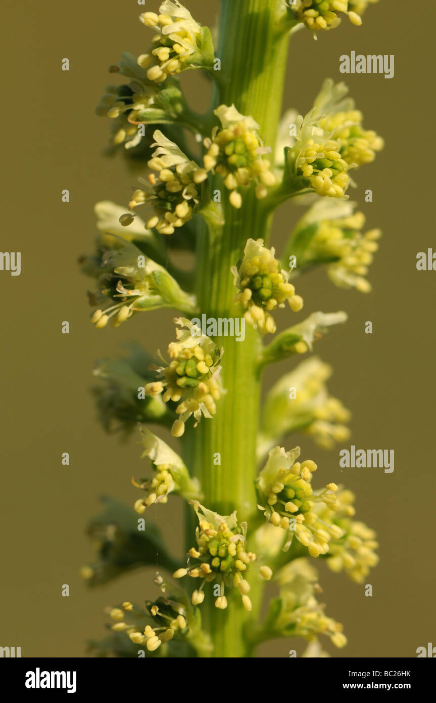 Weld (Reseda luteola) flowers Stock Photo