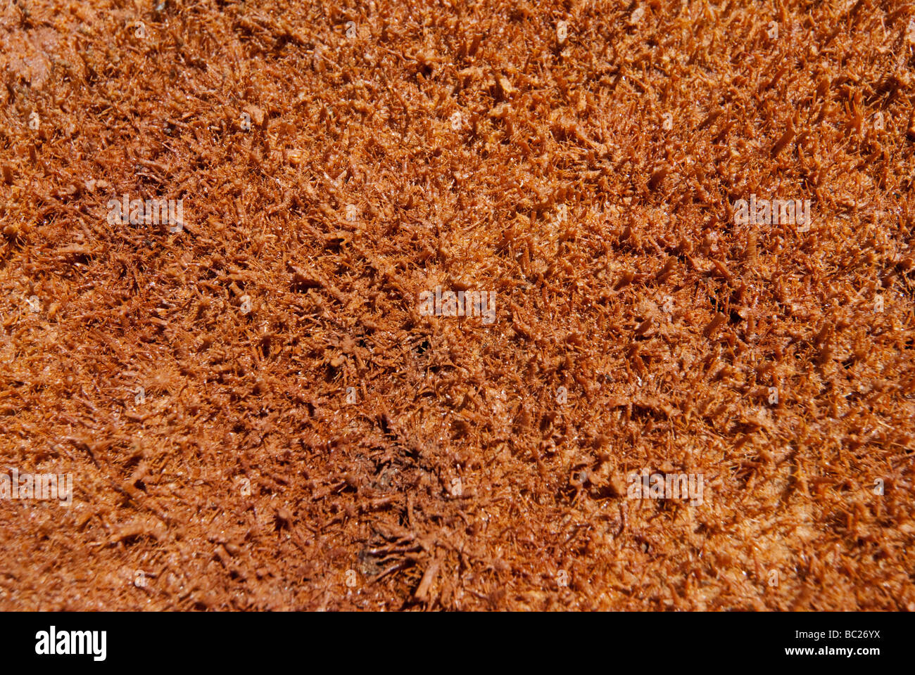Detail of salt crust on acid sulfate soil Stock Photo