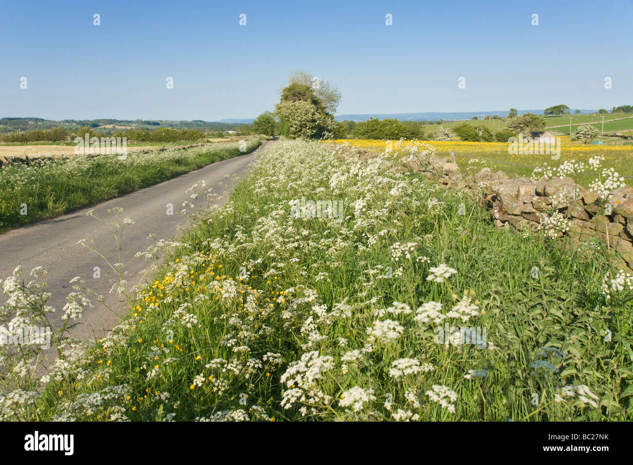 Country road near Leyburn, North Yorkshire.  grass verge with cow parsley in flower and a field covered in dandelions. Stock Photo