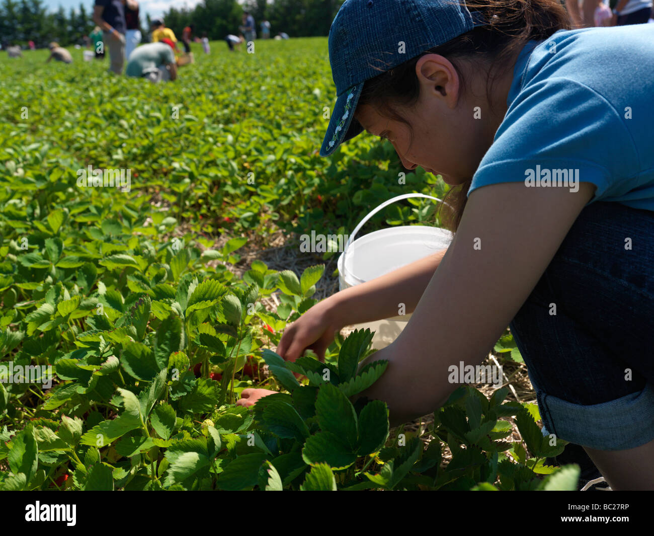People picking strawberries at an organic farm Stock Photo - Alamy