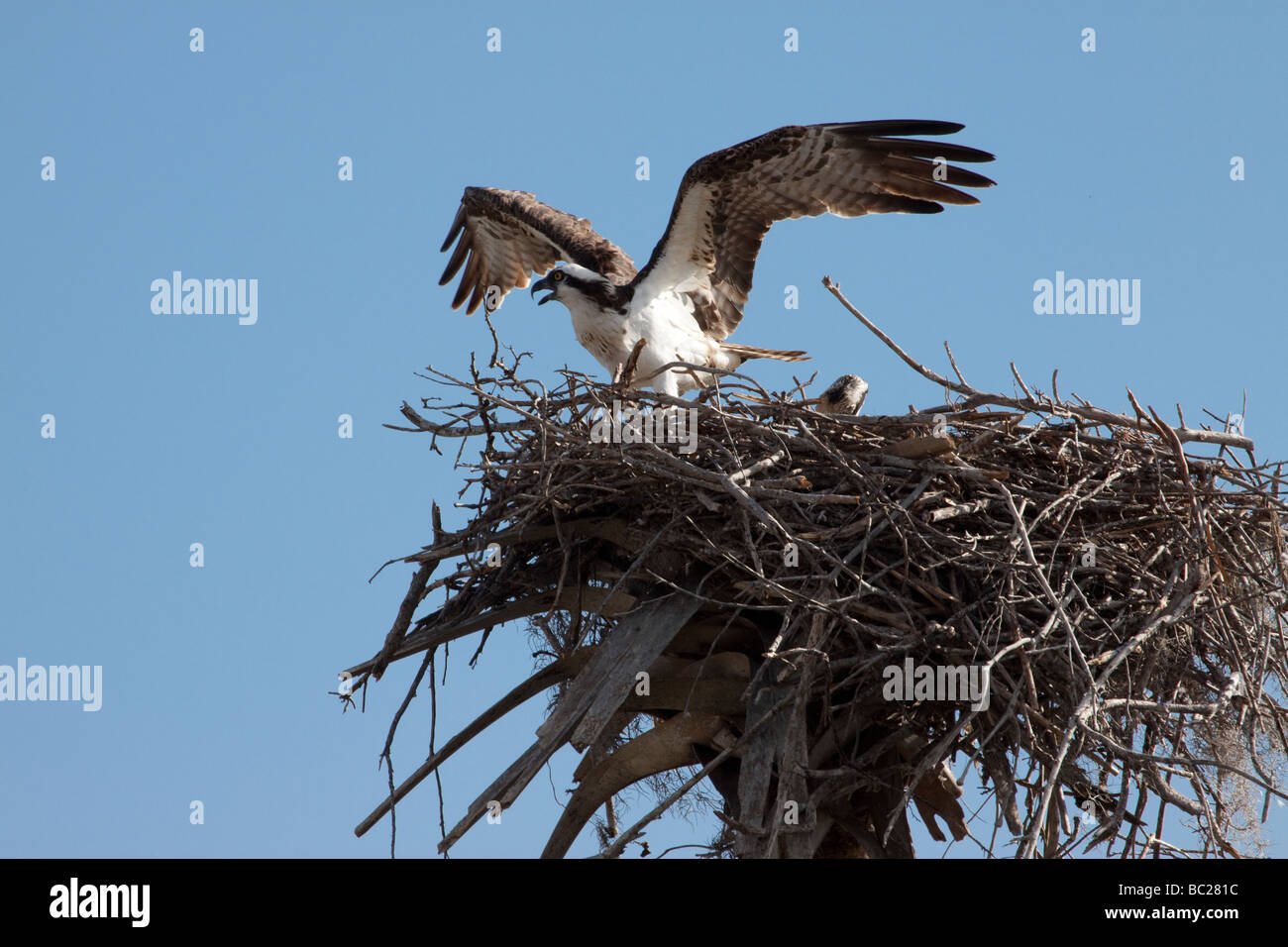 Bird Leaving Nest High Resolution Stock Photography and Images Alamy