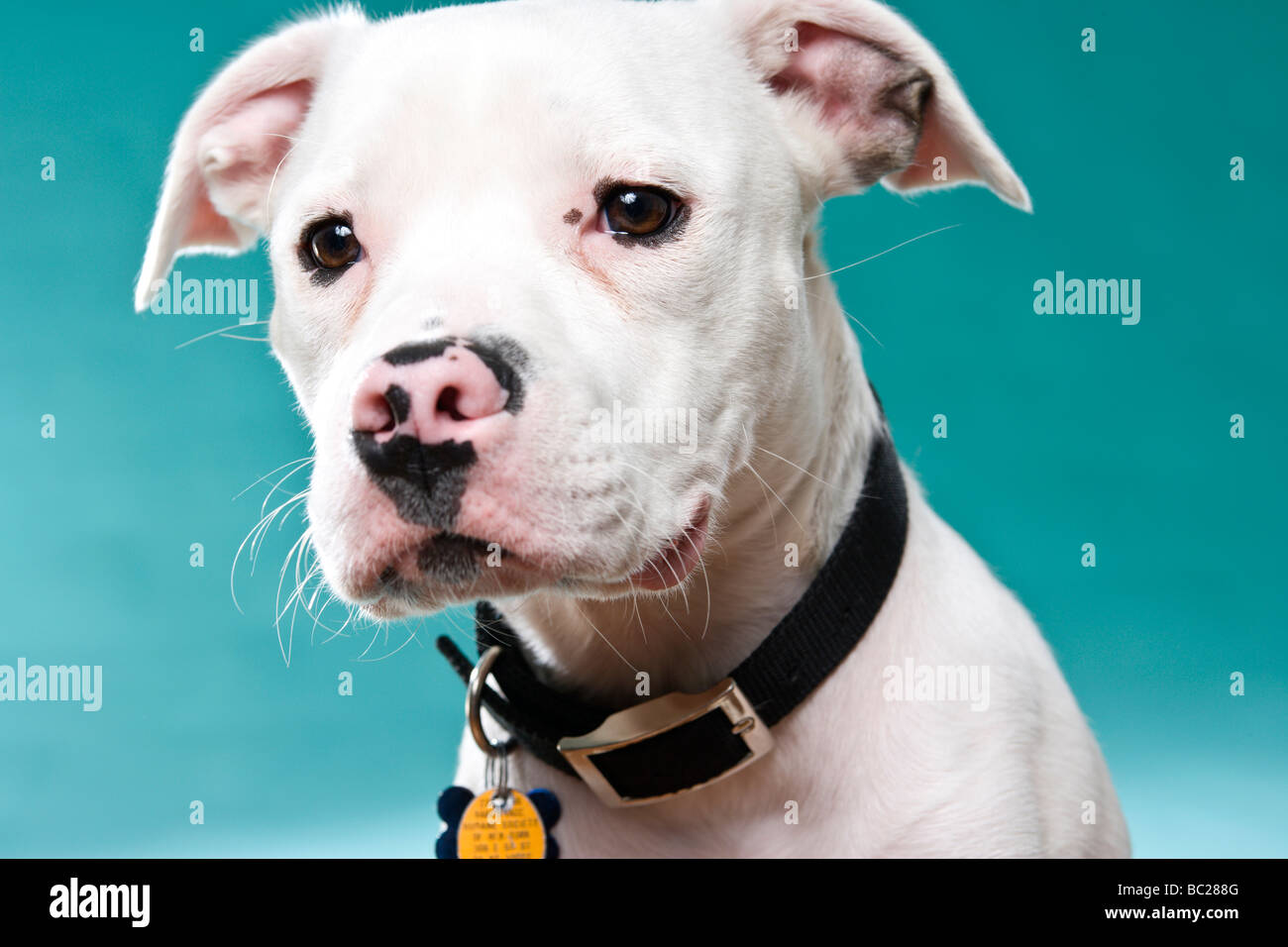 A white Staffordshire Bull Terrier in the studio against a blue green background. Stock Photo