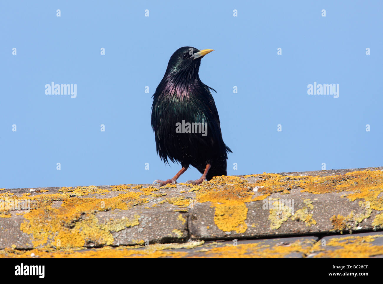 Starling Sturnus vulgaris Scotland summer Stock Photo