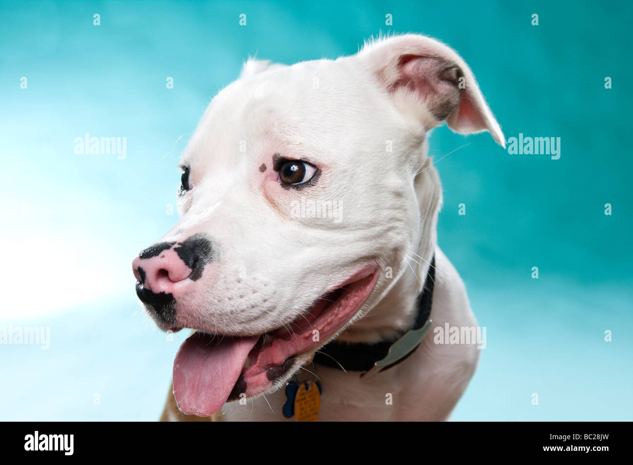 A white Staffordshire Bull Terrier in the studio against a blue green background. Stock Photo