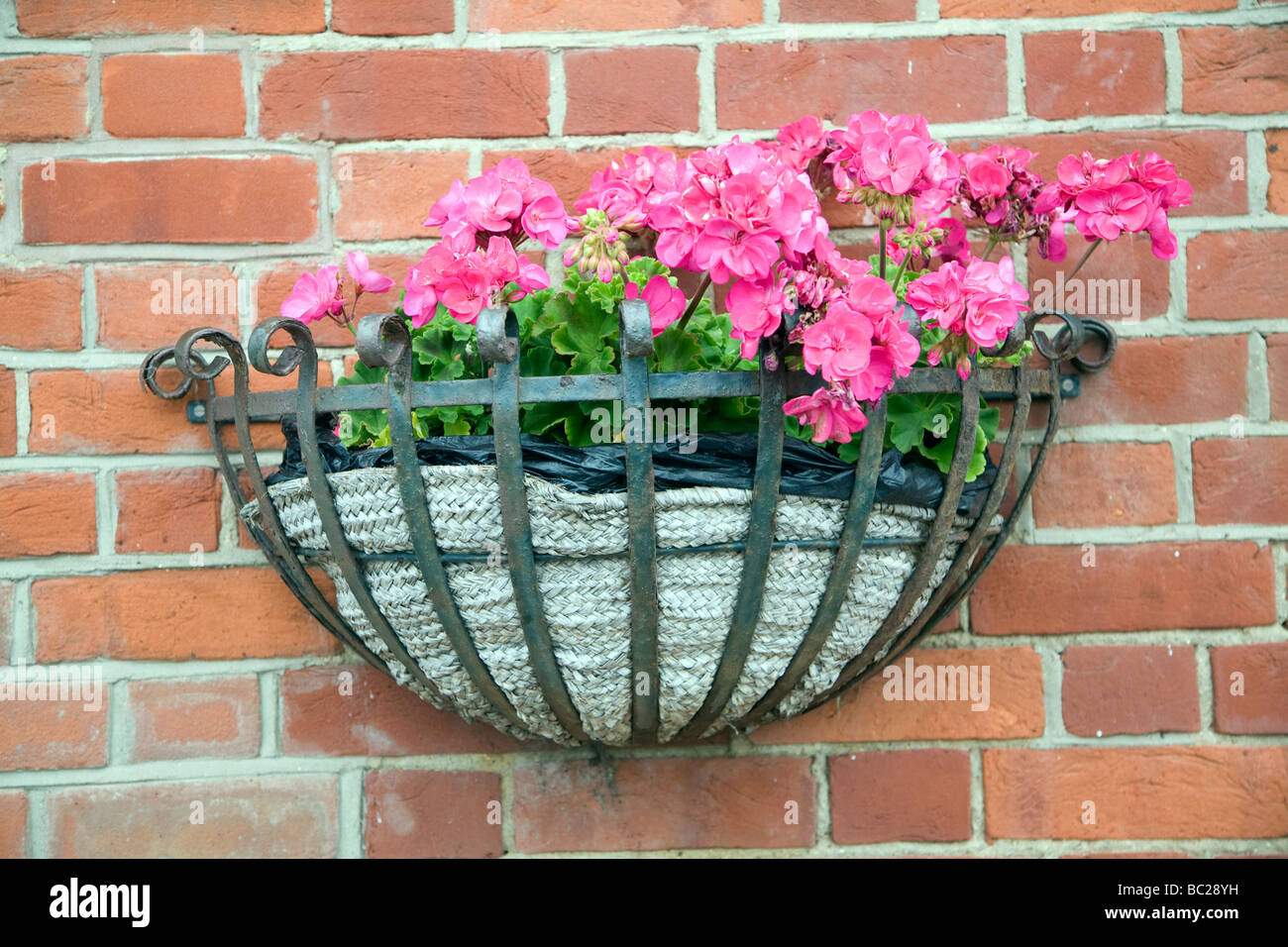 Hanging basket brick wall Stock Photo Alamy