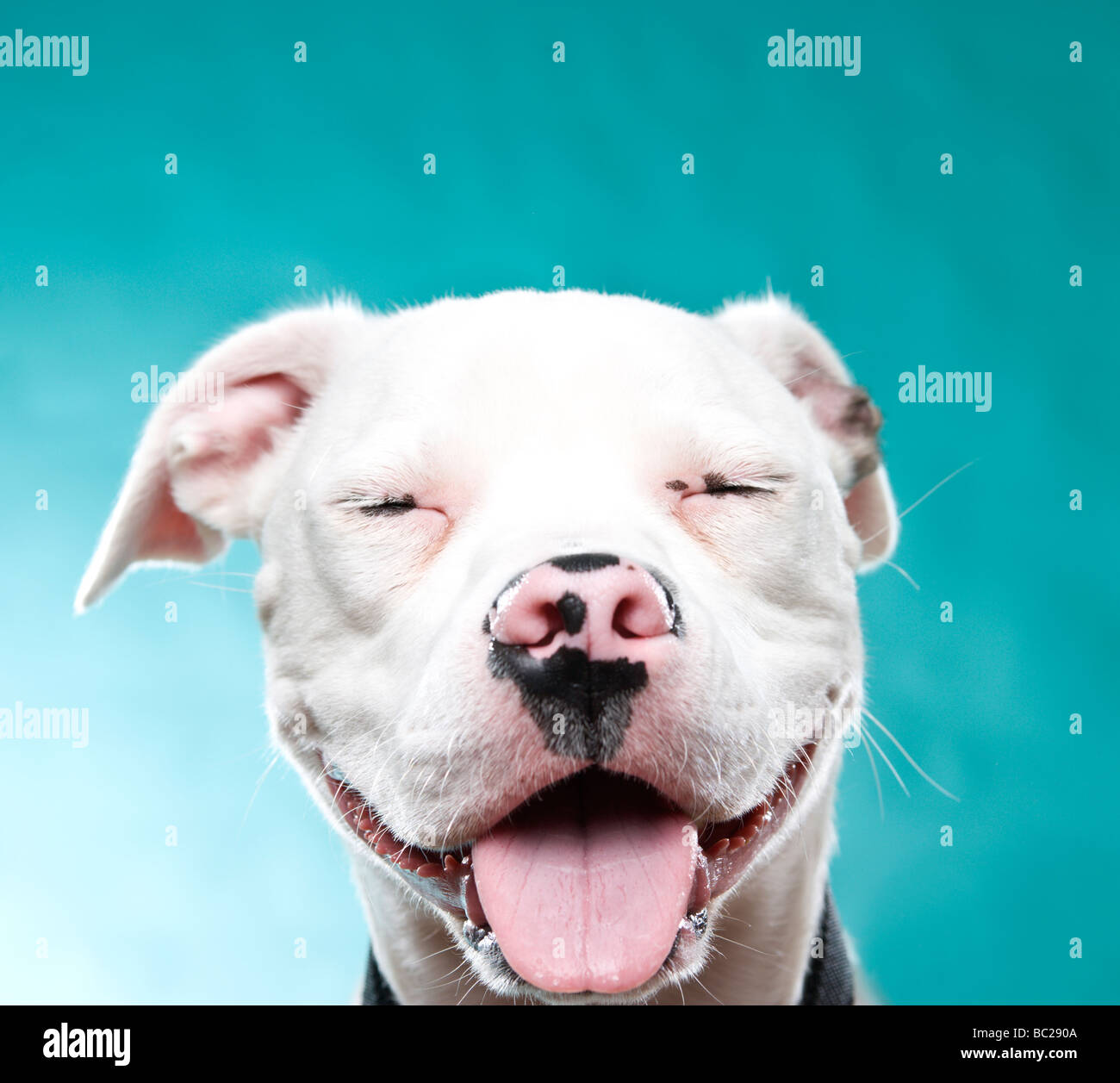 albino staffordshire bull terrier