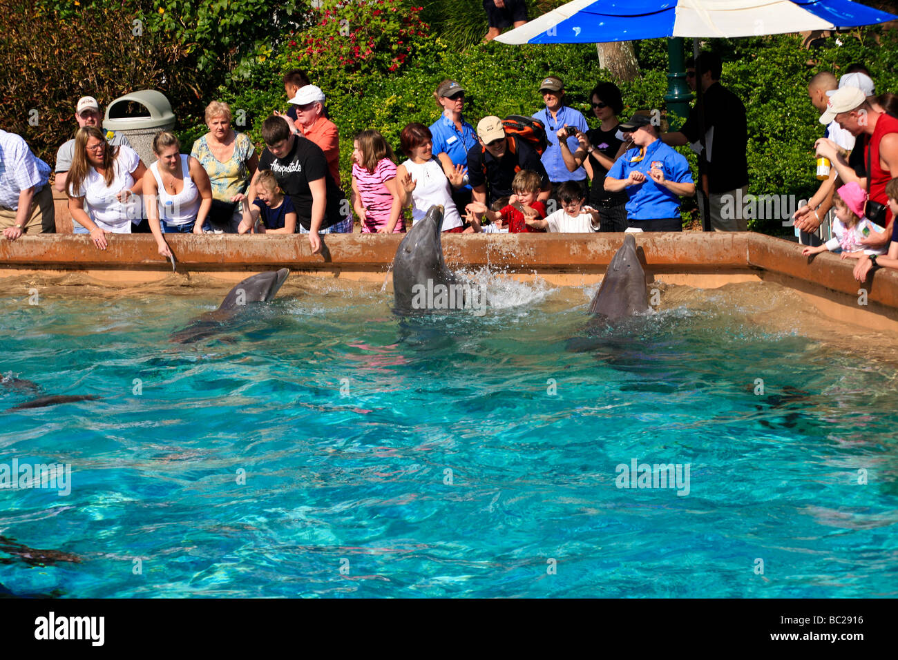 Dolphin at feeding time by interaction with people in the aquarium in Florida USA Stock Photo