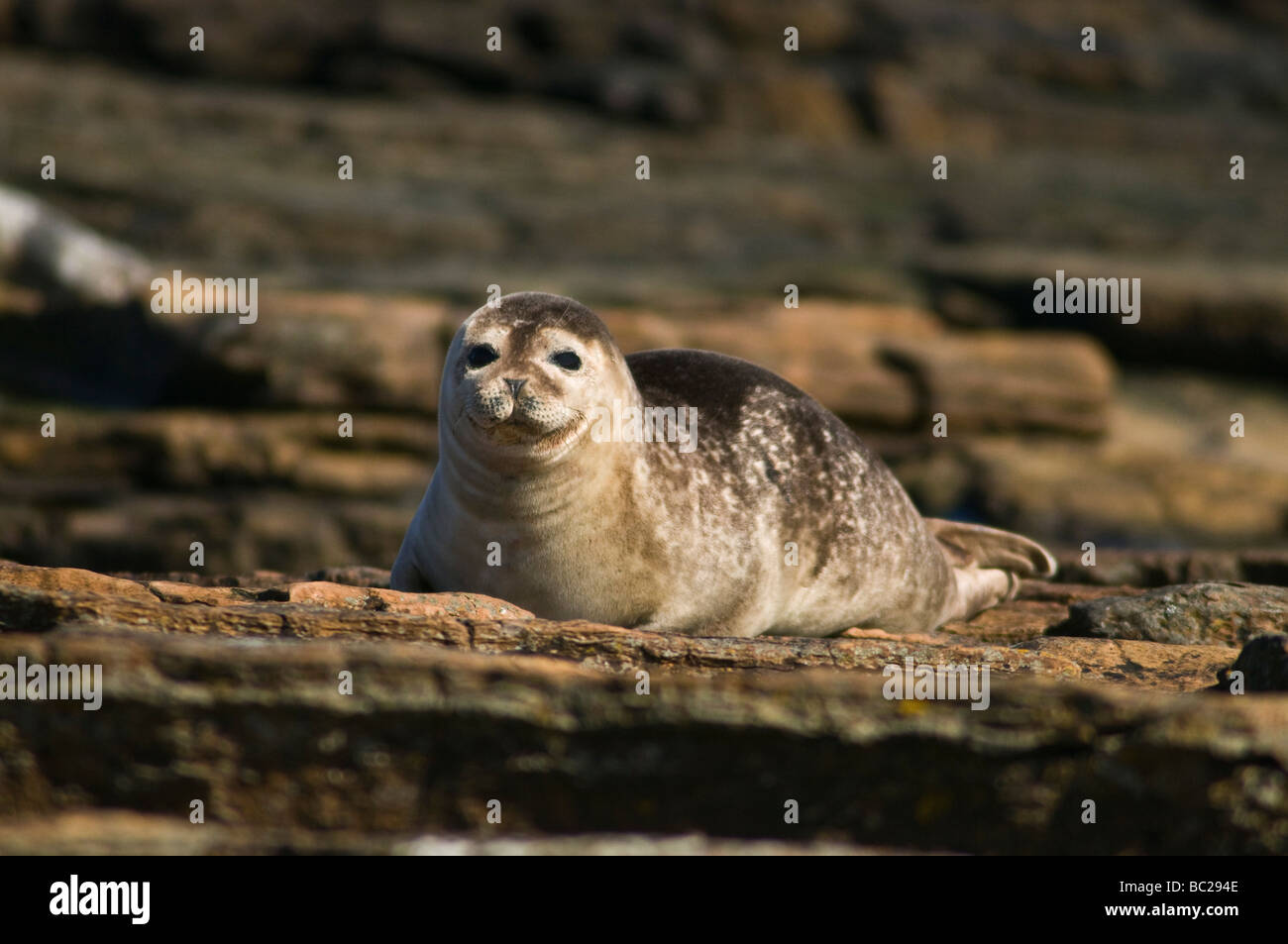 dh Common Seal SEAL UK Scotland Harbour seals North Ronaldsay orkney phoca vitulina earless phocidae britain Stock Photo