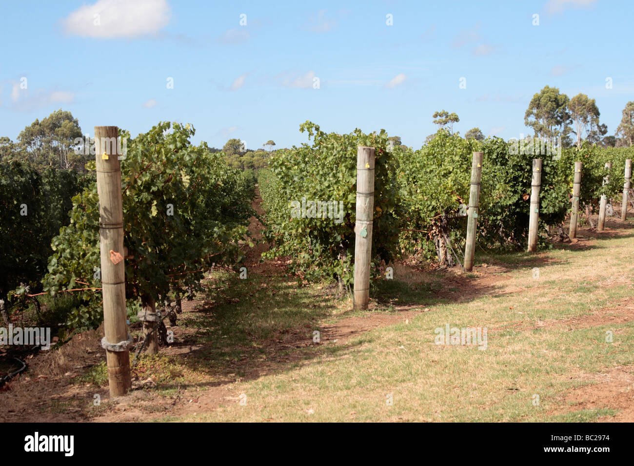 Rows of vines in the Margaret River region of Western Australia Stock Photo