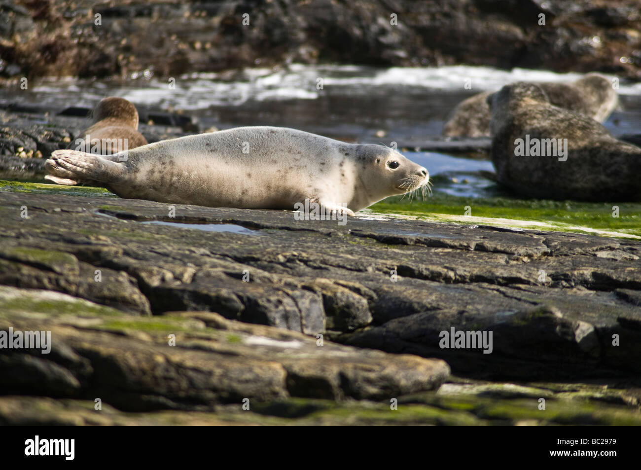 dh Halichoerus grypus SEAL UK Grey Atlantic seal pup on rock North Ronaldsay young scotland seals earless orkney phocidae gray Stock Photo
