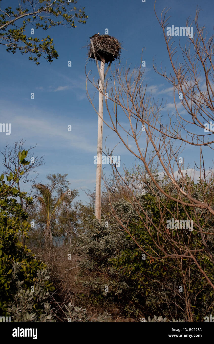 osprey nest florida sanibel island Stock Photo Alamy