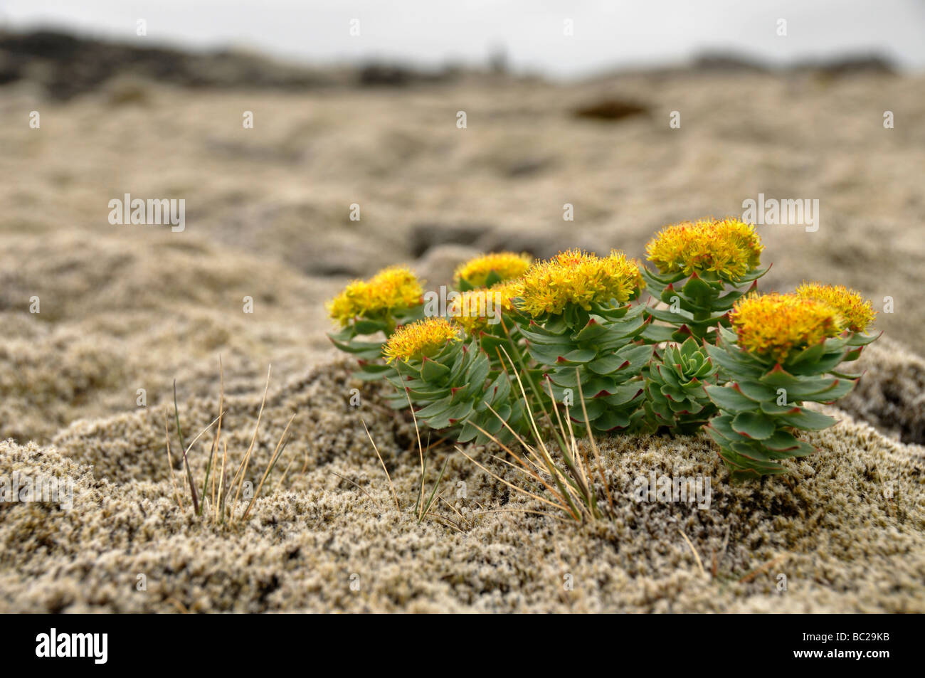 Roseroot Rhodiola rosea on mossy lava Reykjanes peninsula Iceland Stock Photo