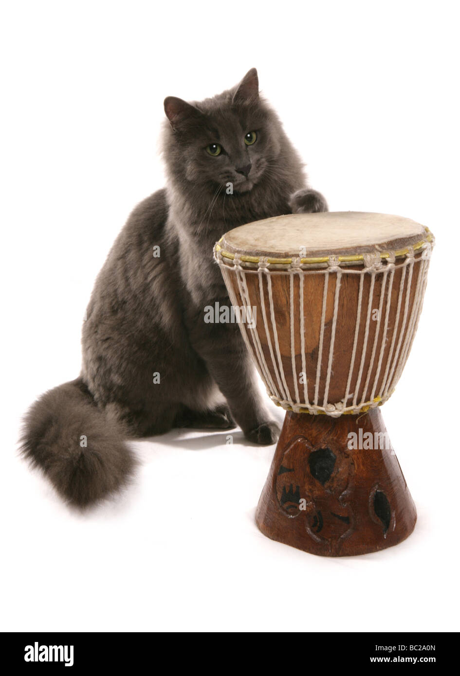 Bongo drums playing hires stock photography and images Alamy