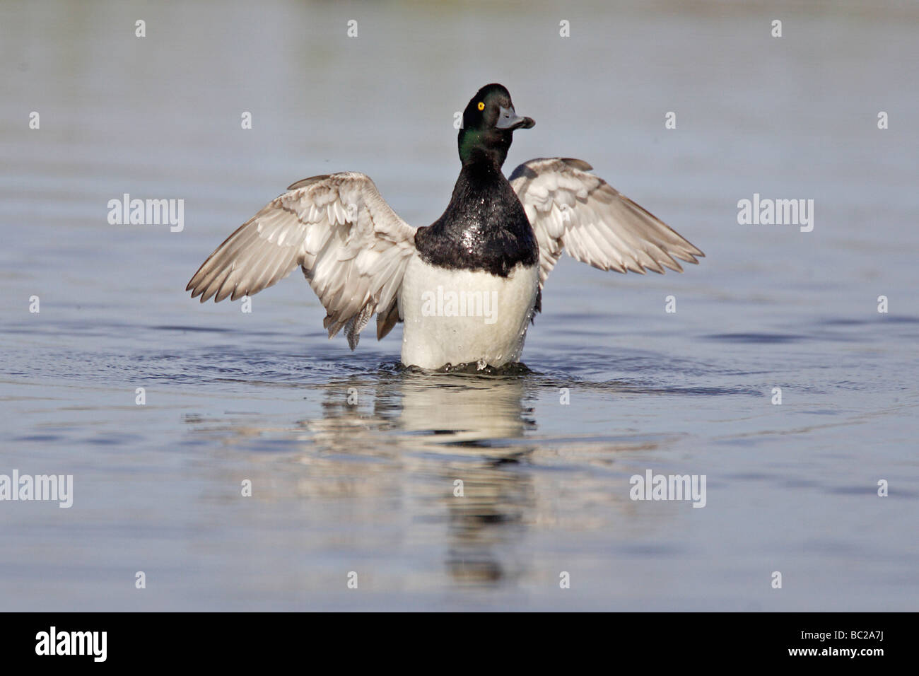 Male Tufted Duck flapping its wings Stock Photo