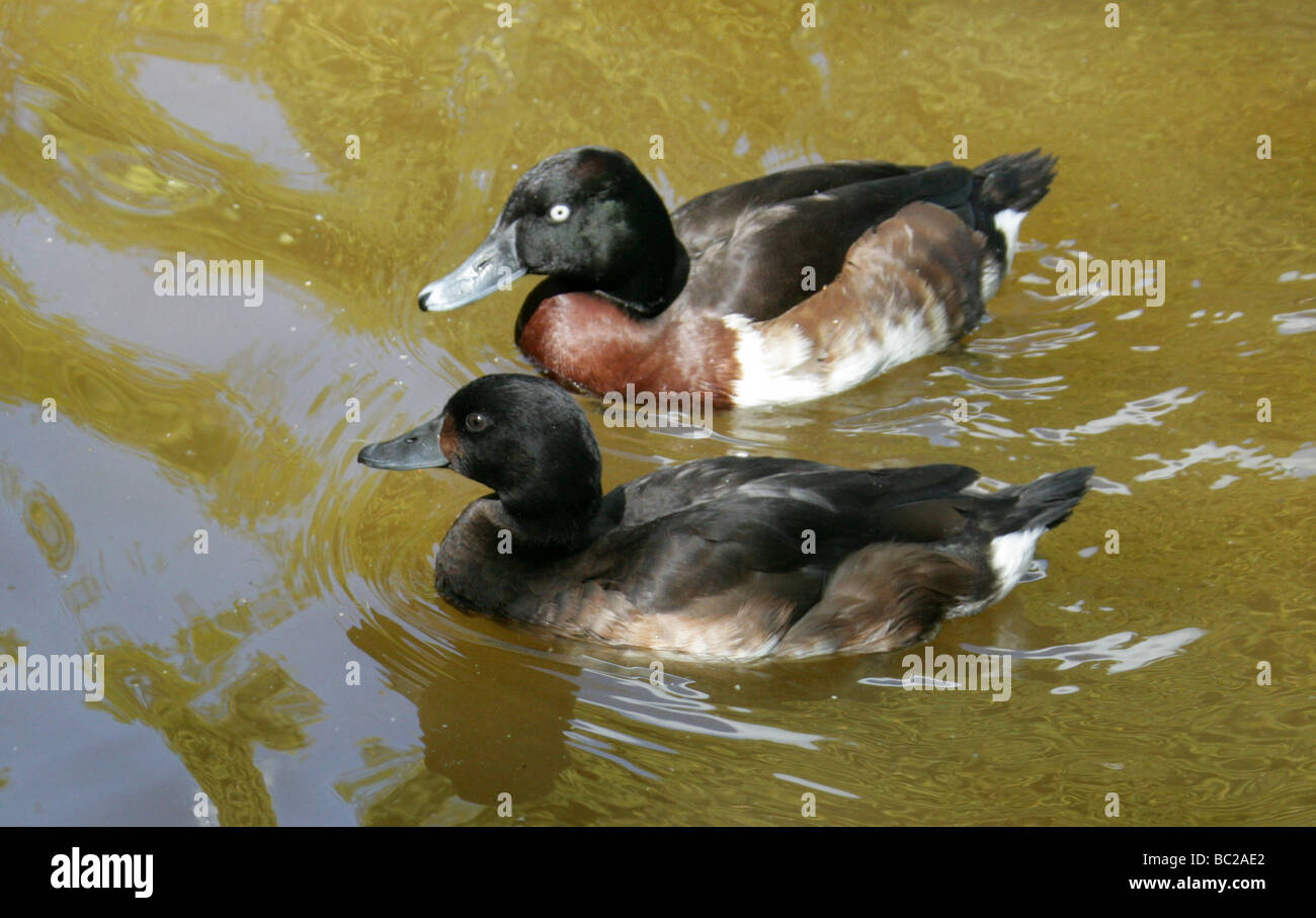 A Pair of Baer's Pochard, Aythya baeri, Anatidae, Anseriformes Stock