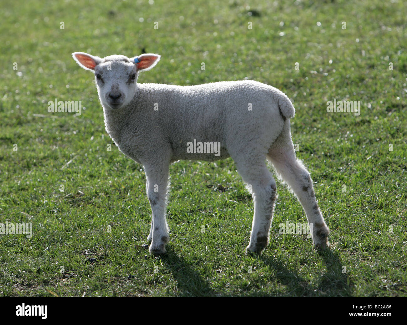 Young Lambs in a field portrait farm in berkshire Stock Photo