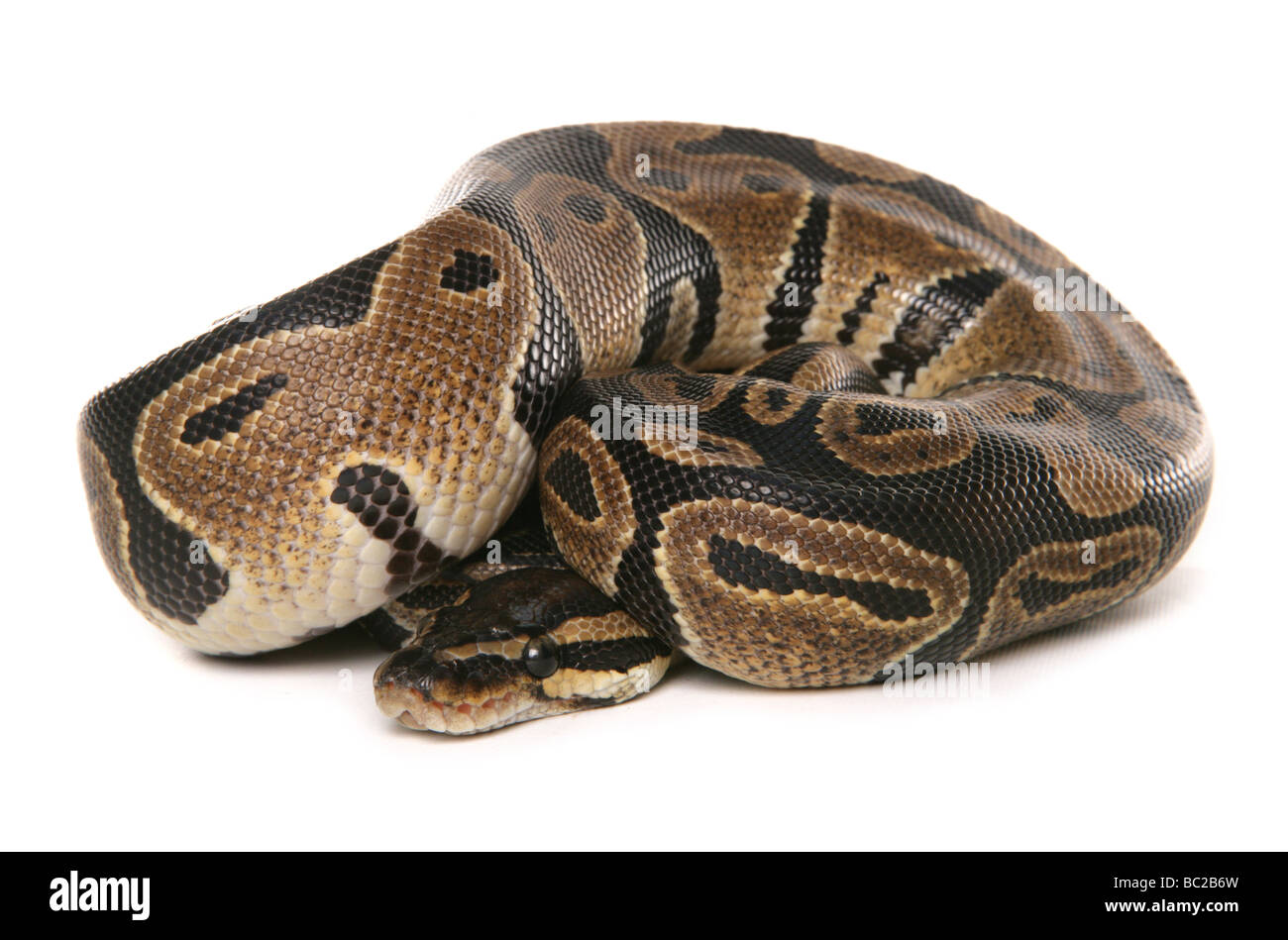 Royal Python aka ball python Python regius portrait in a studio Stock Photo