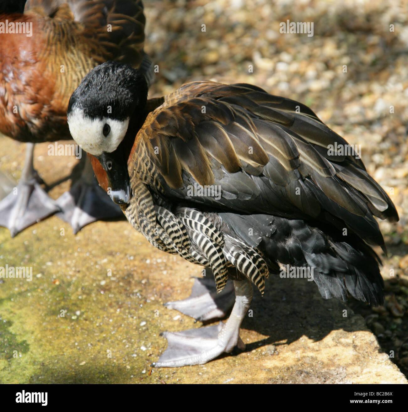 My Image 22