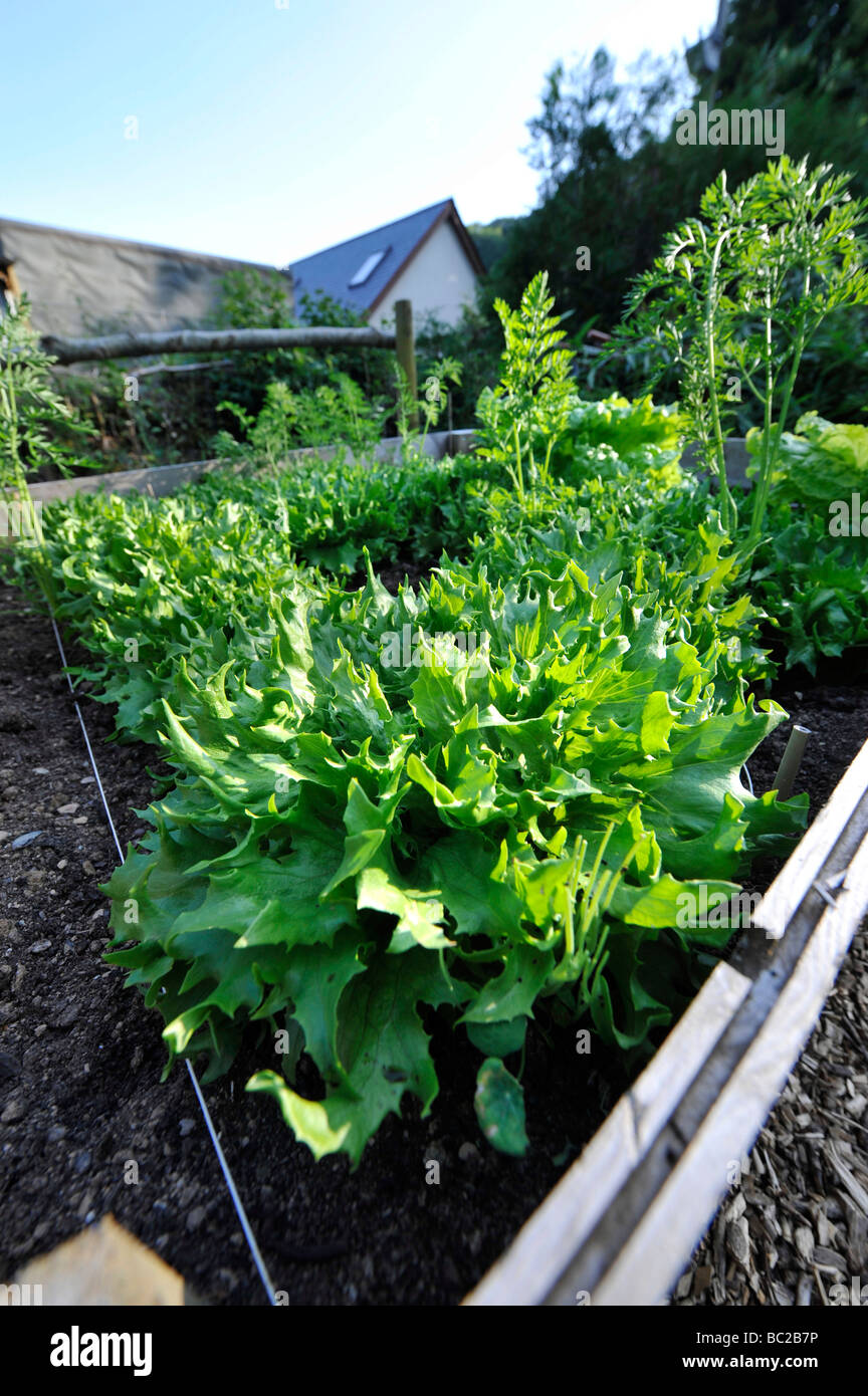 raised beds full of home grown organic salad leaves and vegetables
