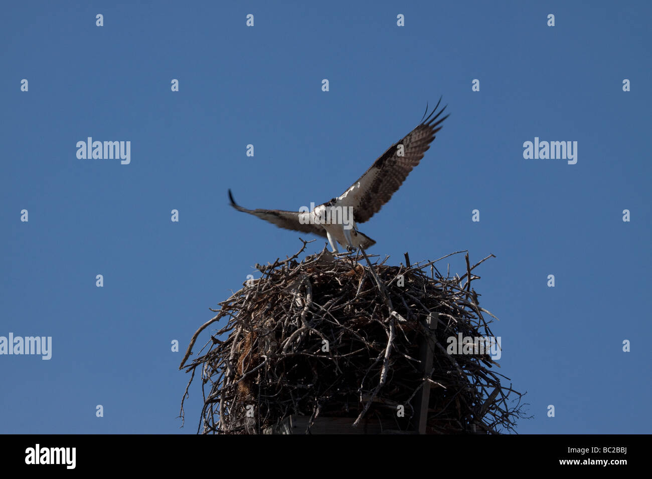 Leaving nest hires stock photography and images Alamy