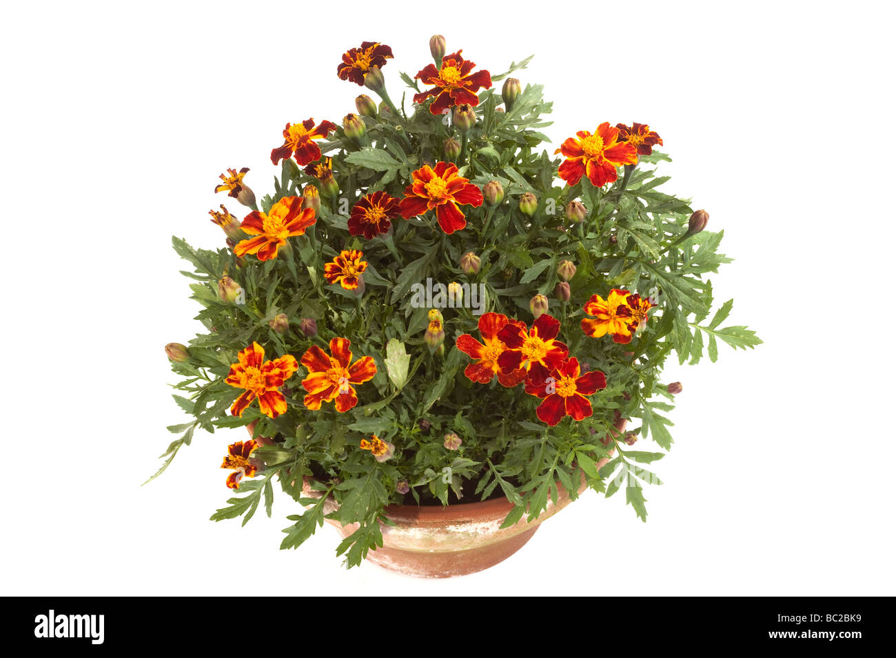 Bowl of red yellow, gold and orange dwarf  'French Marigolds' Tagetes Stock Photo