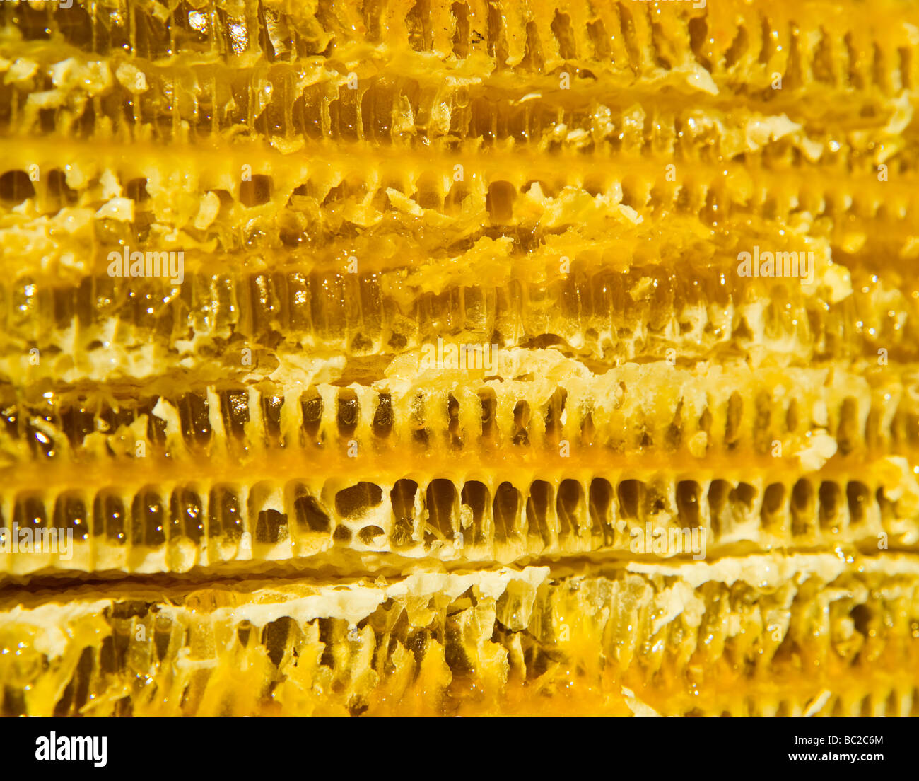 Honeycomb Stock Photo