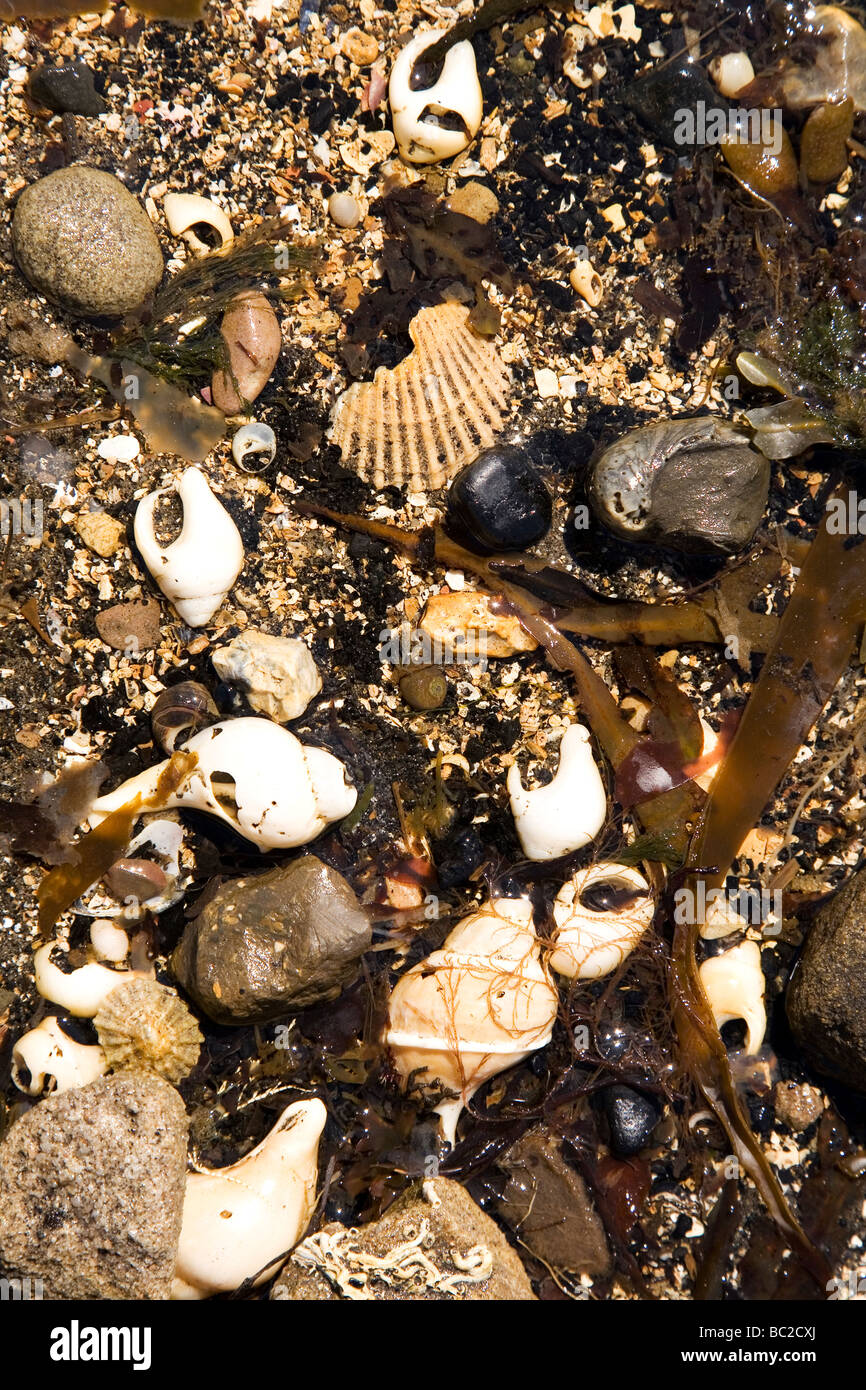 Sea erosion shells hi-res stock photography and images - Alamy