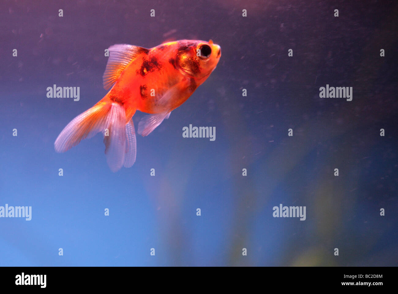 Goldfish portrait Carassius auratus auratus fishtank Stock Photo