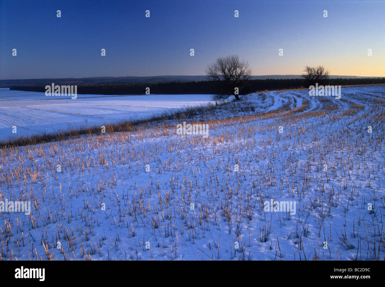 field stubble winter snow Stock Photo