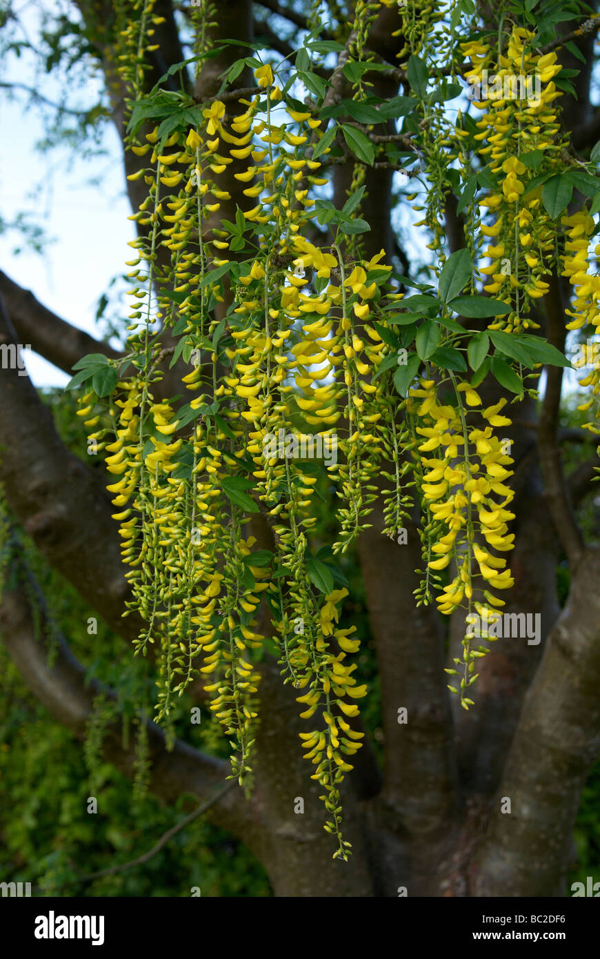 Laburnum (Golden Chain) is a genus of two species of small trees in the subfamily Laburnum anagyroides (Common Laburnum) Stock Photo