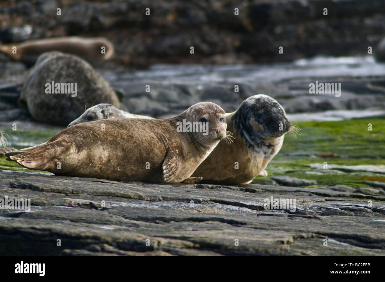 dh Phoca vitulina SEAL UK Harbour seal pup on rock North Ronaldsay pair scotland baby rocks common harbor seals Stock Photo