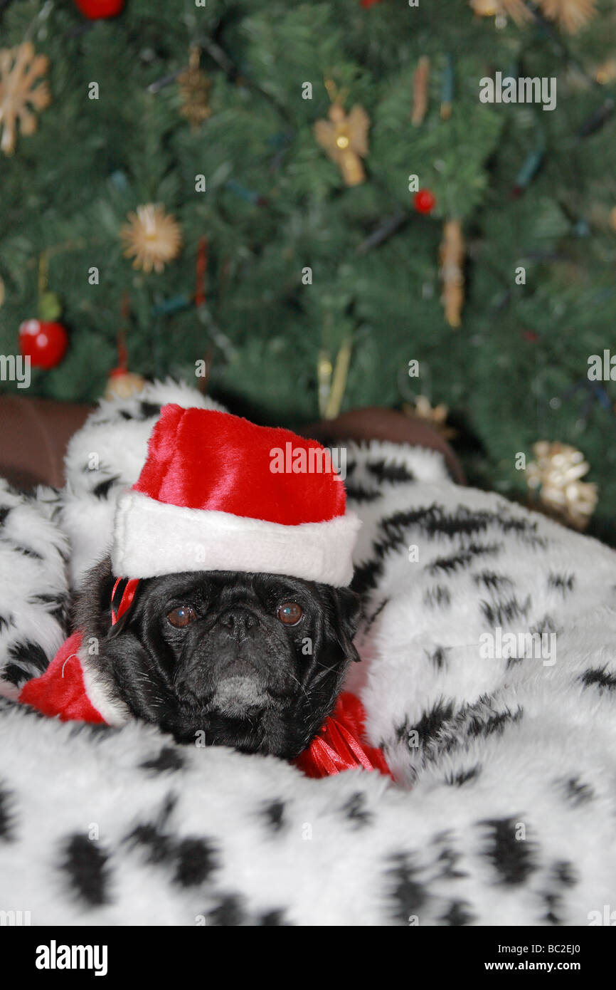 View of a Pug Dog Wearing a Santa Hat Stock Photo