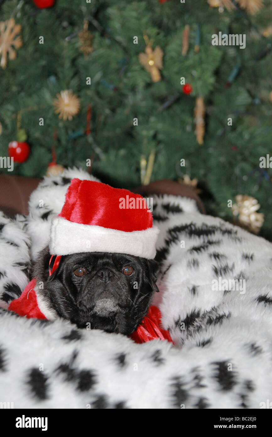View of a Pug Dog Wearing a Santa Hat Stock Photo - Alamy
