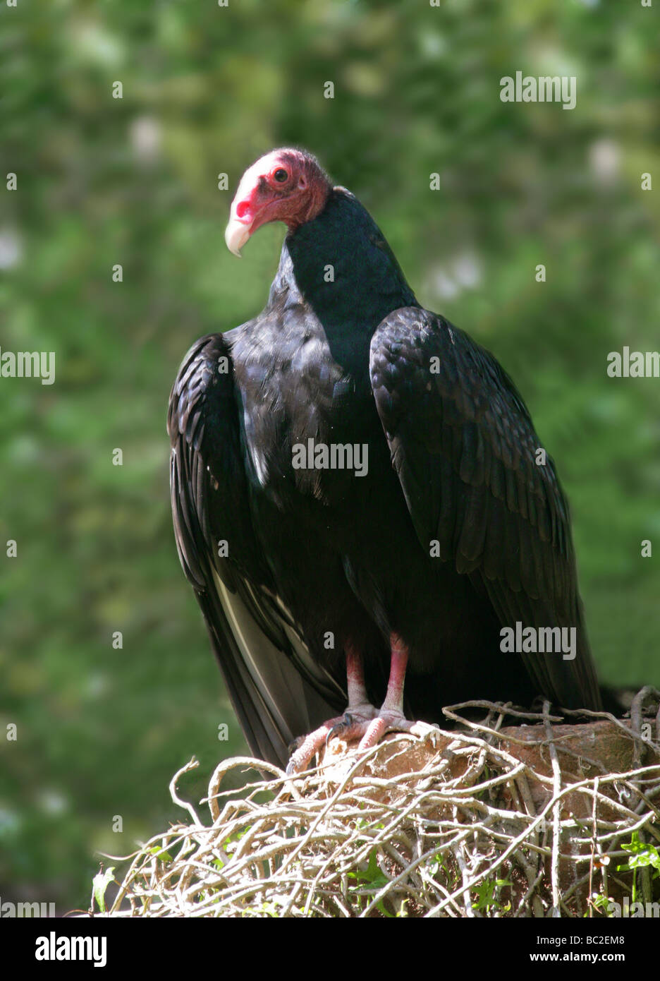 Turkey Vulture, Cathartes aura, Cathartidae, North and South America Stock Photo