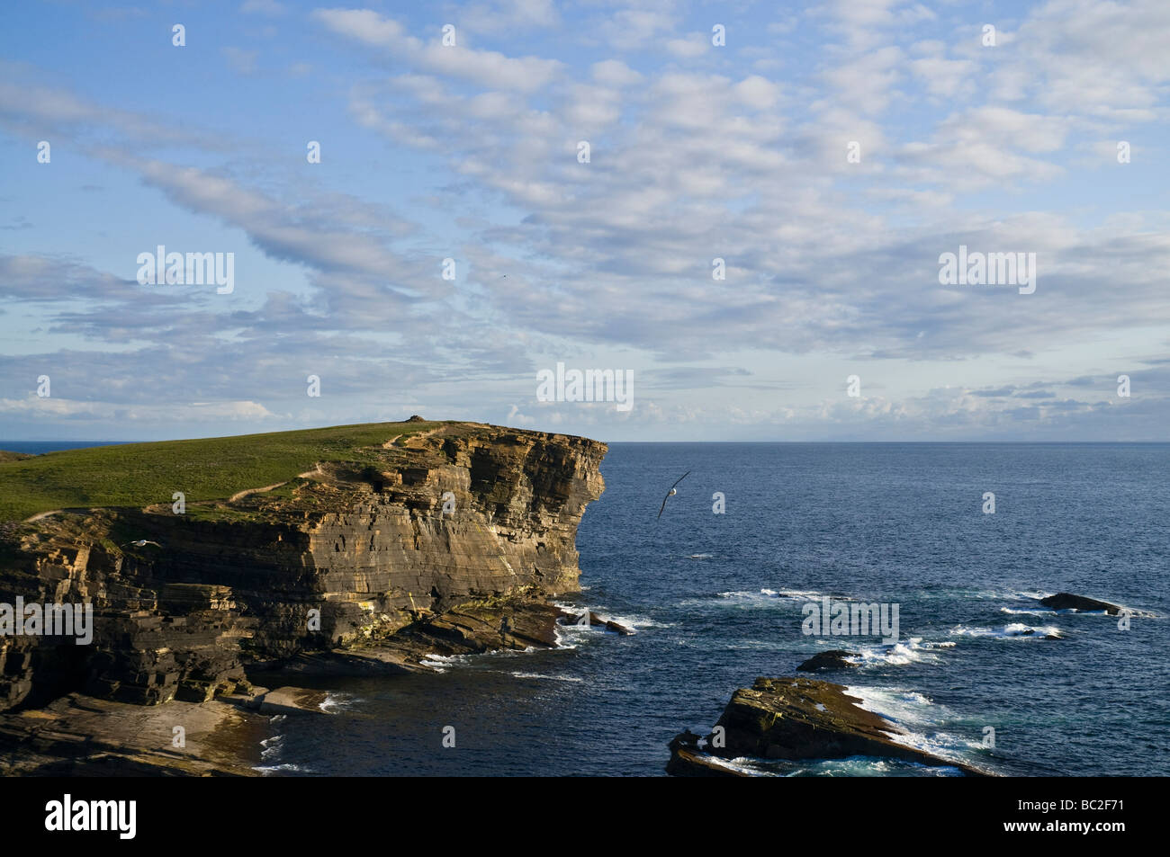 dh Brough of Bigging YESNABY ORKNEY West coast seacliff evening dusk fulmars gliding Stock Photo