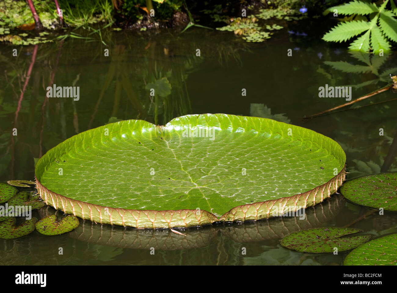 Victoria amazonica a giant lily pad that is the national flower of Guyana taken at the Cotswold Wildlife Park in Oxfordshire England UK Stock Photo