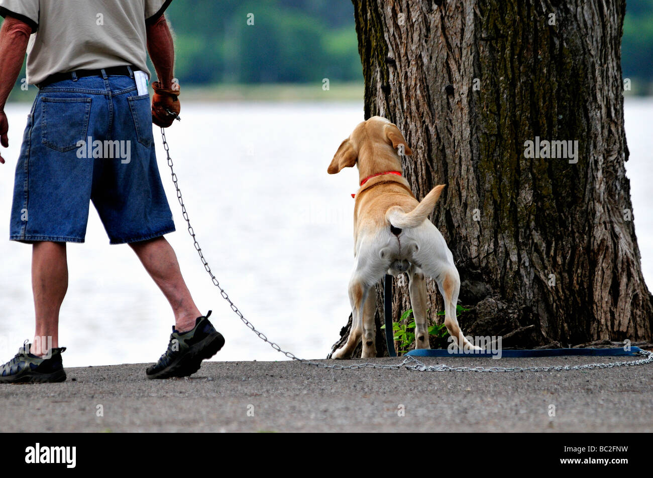 A man walks his dog. The dog stops to sniff a tree near a lake. USA