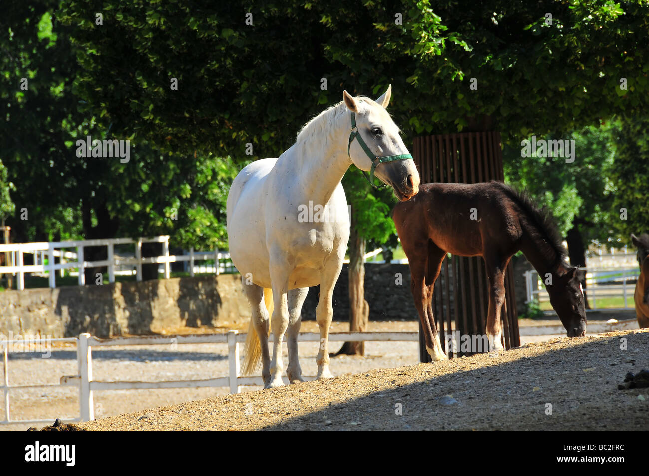 lipizzaner brood mare with foal at the lipizzaner stud in Slovenia Stock Photo