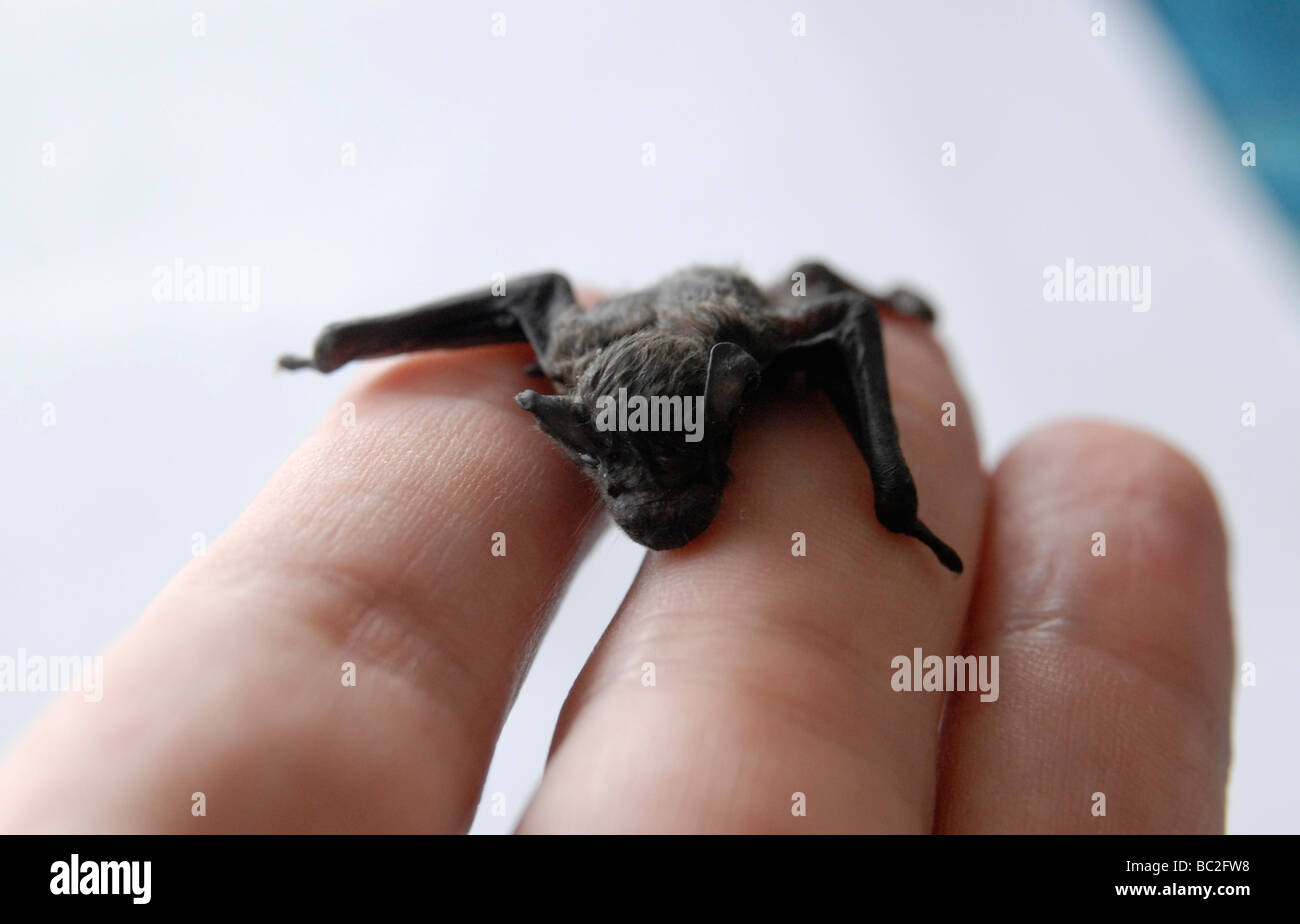 A bat (common pipistrelle), about 2 weeks old, sitting on a hand Stock Photo