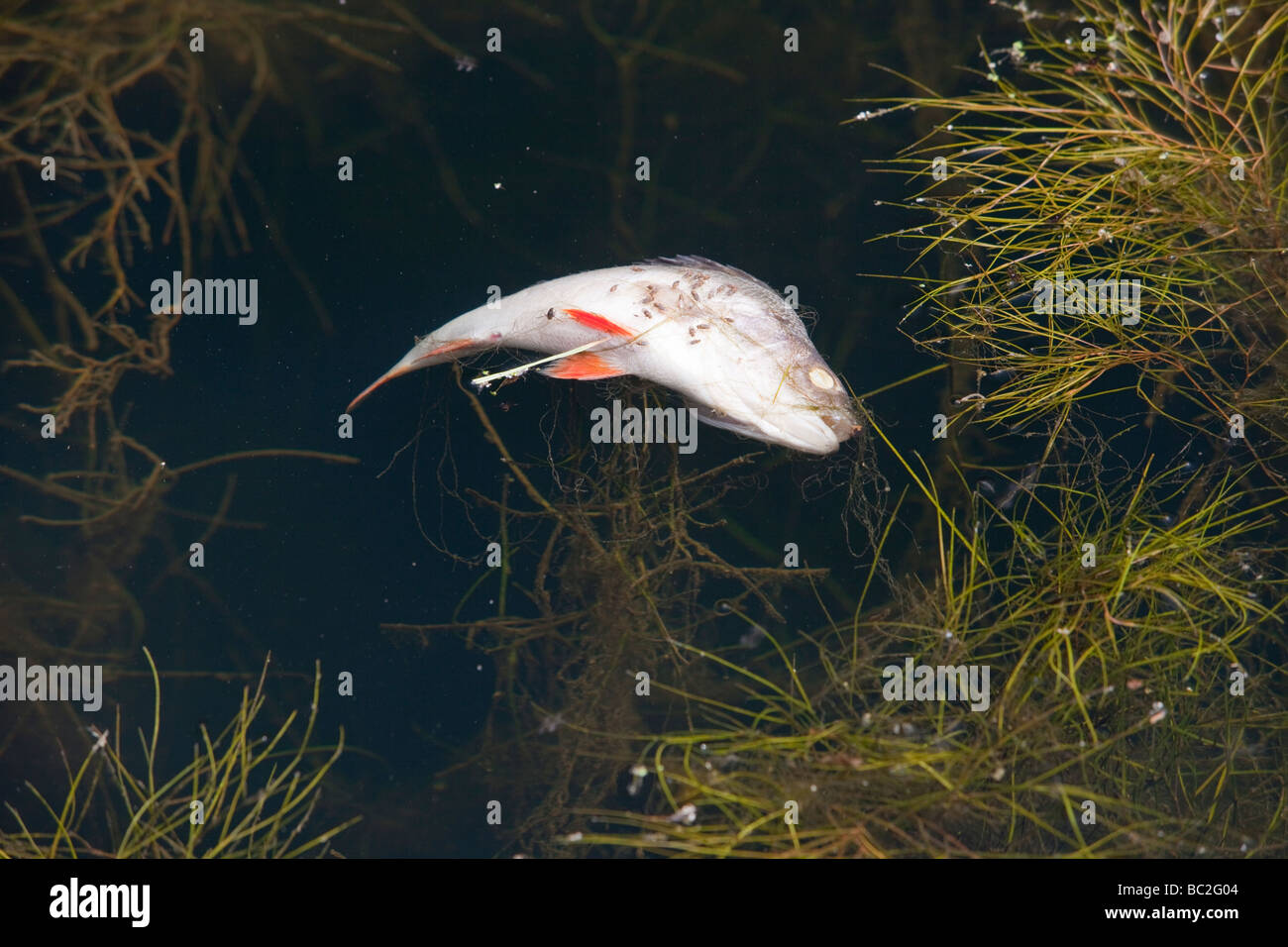 A dead fish floating in a canal near Warrington UK Stock Photo Alamy
