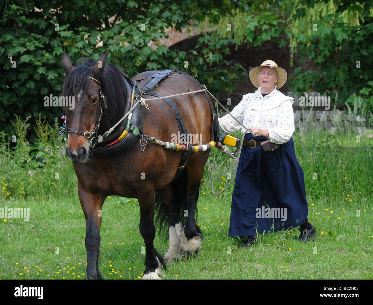 Sue Day, of The Horse Boating Society, with Bilbo Baggins, her cob, ready to be harnessed to a horse drawn barge. Stock Photo