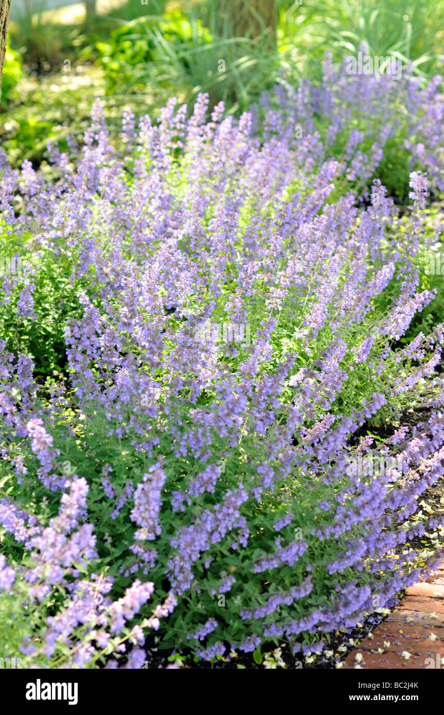 Purple Lavender lavandula angustifolia plants in full bloom in garden. Stock Photo