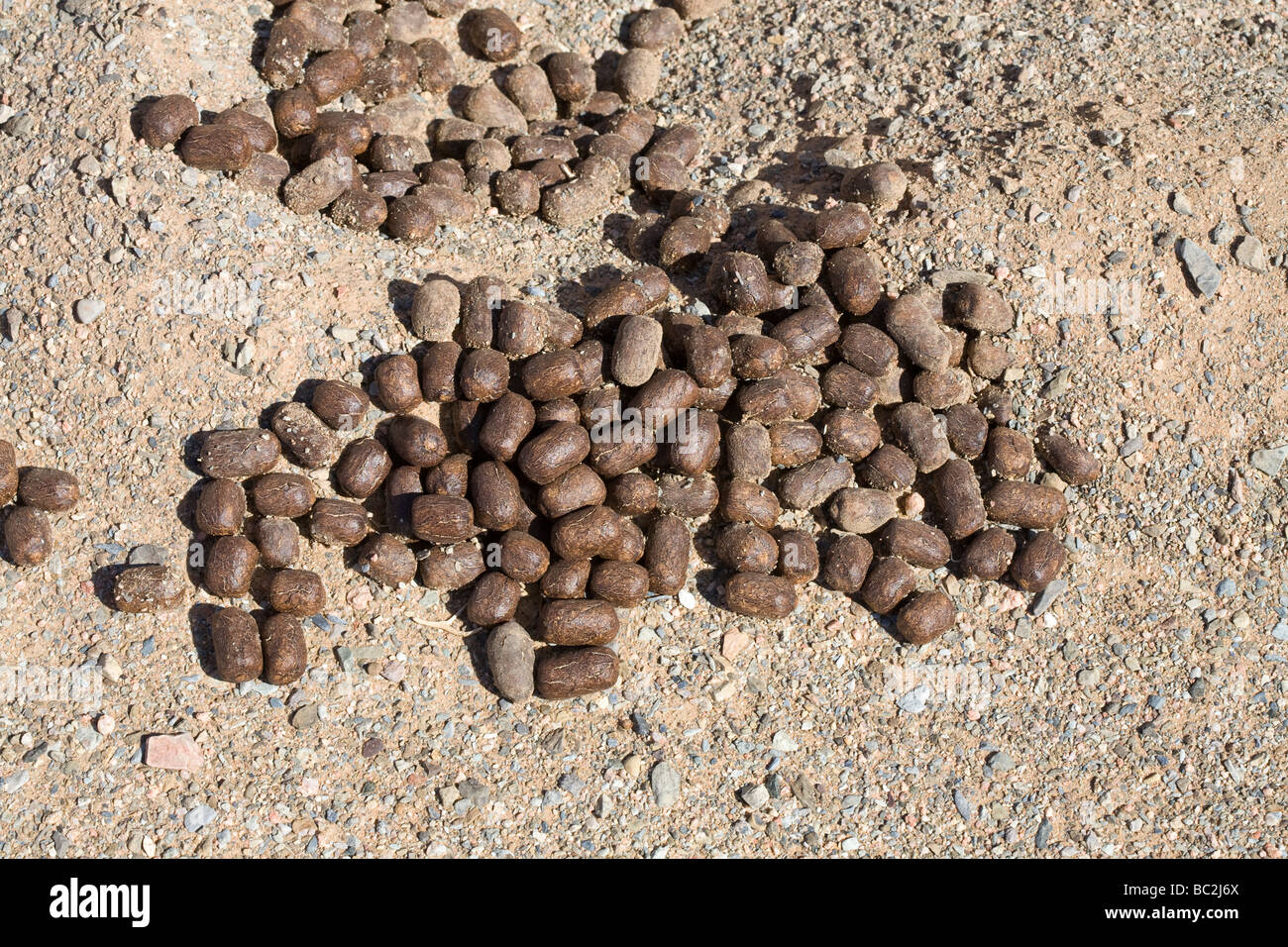 Camel Droppings