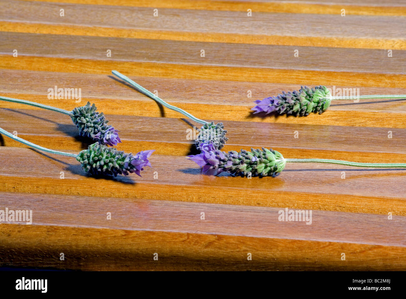 Close-up of lavender flowers on wooden deck Stock Photo