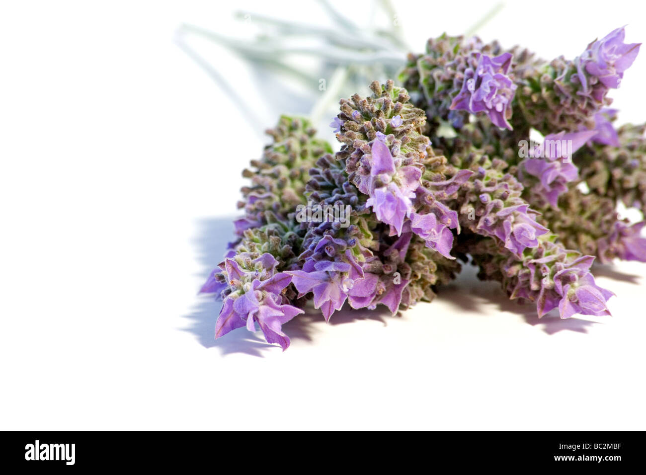 Lavender sprigs on white background Stock Photo - Alamy