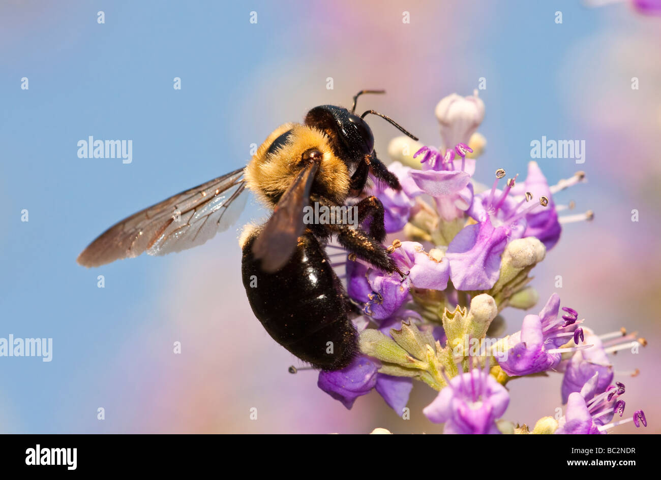 Honey bee on a flower hi-res stock photography and images - Alamy