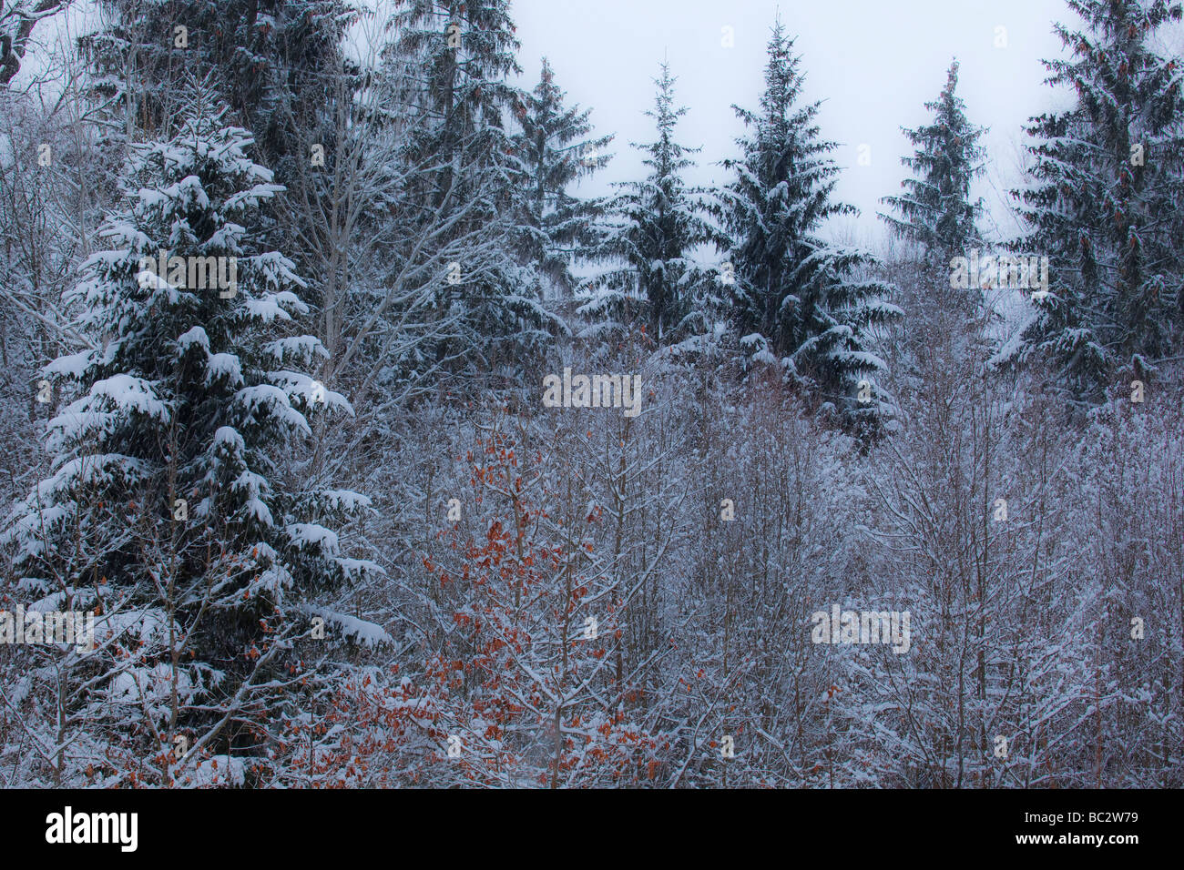 Bialowieza Primeval Forest in winter Puszcza Bialowieska Stock Photo