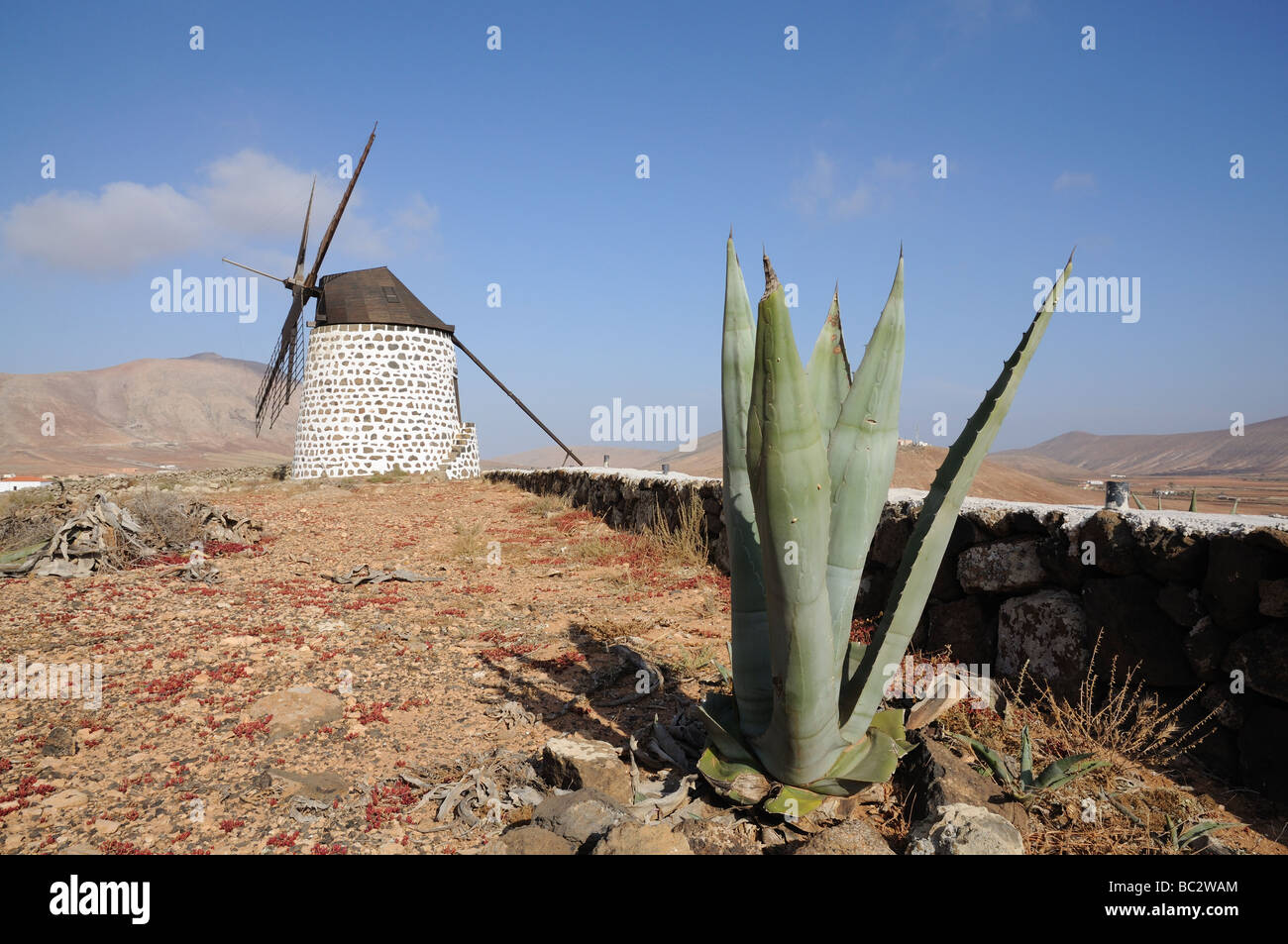 Aloe Vera and traditional Windmill on Canary Island Fuerteventura, Spain Stock Photo
